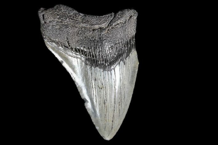 Partial, Fossil Megalodon Tooth #89029
